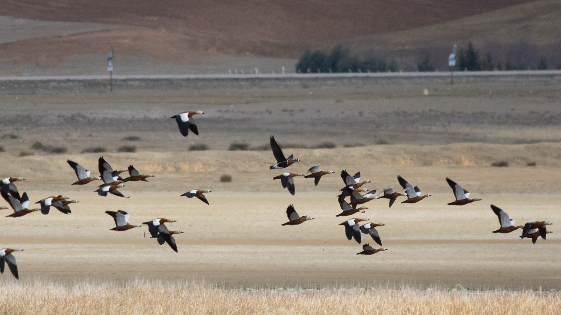 Red-breasted Goose